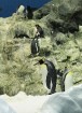 Pingvīnu planētā putni tiek nodrošināti ar tiem nepieciešamajiem dzīves apstākļiem 23
