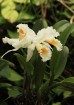 Šeit ir apskatāmas visdažādāko veidu un krāsu orhidejas 27