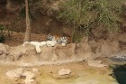 Parka lepnums ir ļoti reti sastopamais baltais tīģeris 34