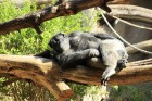 Loro parkā mājvieta ir arī šimpanžu ģimenītei 35