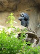 Loro parkā mājvieta ir arī šimpanžu ģimenītei 36