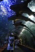 Haizivis atpūšas uz 18 metrus garā stikla tuneļa griestiem, liekot apmeklētājiem brīnīties, vai tās ir dzīvas 48