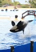Loro parkā notiek vairāki izklaidējoši šovi, viens no tiem ir orku vaļu šovs - www.novatours.lv 49