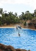 Atšķirībā no vaļu šova, delfīni trikus izpilda kopā ar treneriem,kas tos padara atraktīvākus 54
