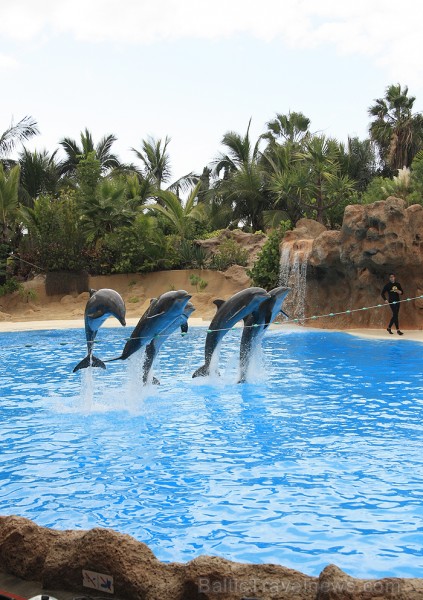 Delfīnu šovs ir viens no apmeklētākajiem šoviem Loro parkā 70439