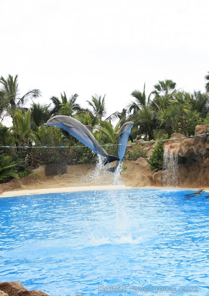 Delfīnu šovs ir viens no apmeklētākajiem šoviem Loro parkā 70440