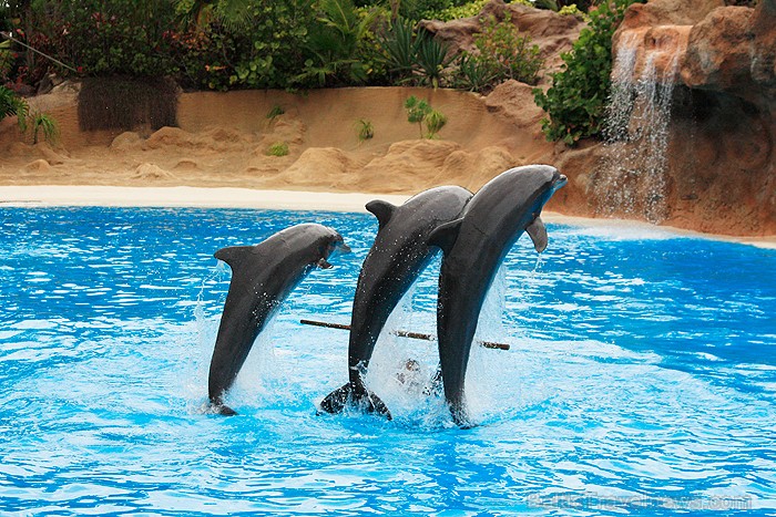 Delfīnu šovs ir viens no apmeklētākajiem šoviem Loro parkā 70441