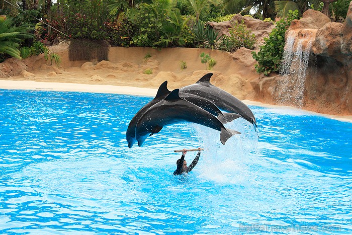 Delfīnu šovs ir viens no apmeklētākajiem šoviem Loro parkā - www.novatours.lv 70442