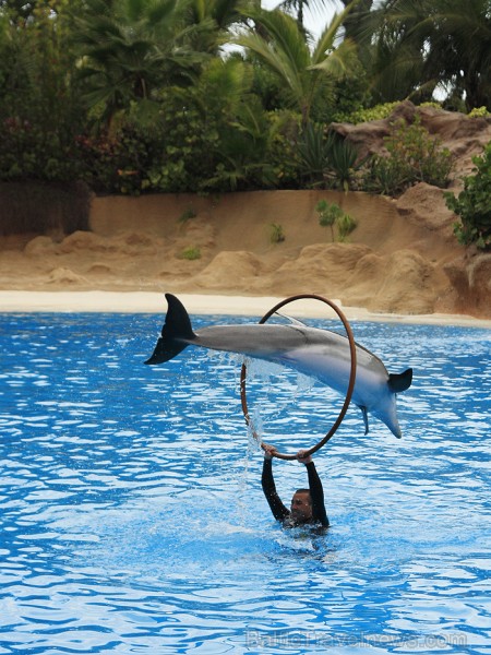 Delfīnu šovs ir viens no apmeklētākajiem šoviem Loro parkā 70444