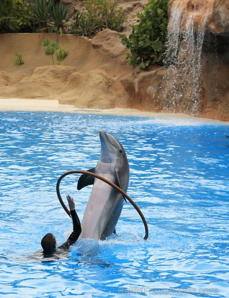 Delfīnu šovs ir viens no apmeklētākajiem šoviem Loro parkā 70445