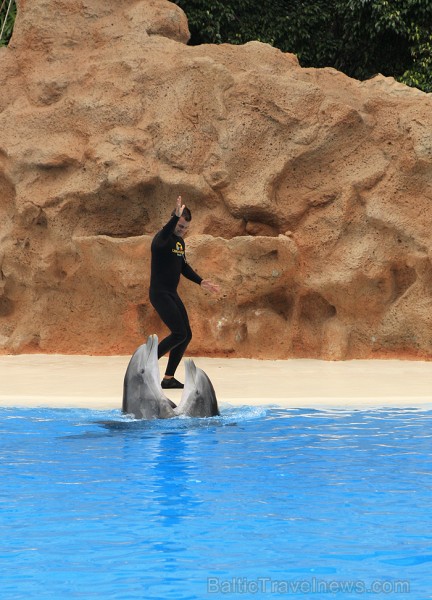 Delfīnu šovs ir viens no apmeklētākajiem šoviem Loro parkā - www.novatours.lv 70446