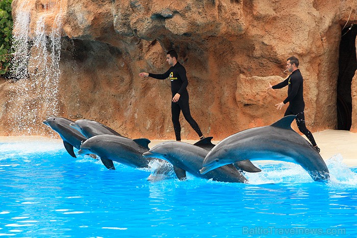 Delfīnu šovs ir viens no apmeklētākajiem šoviem Loro parkā 70449