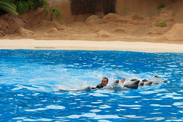 Delfīnu šovs ir viens no apmeklētākajiem šoviem Loro parkā - www.novatours.lv 70450