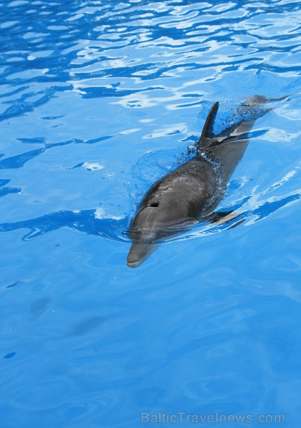 Delfīnu šovs ir viens no apmeklētākajiem šoviem Loro parkā 70454