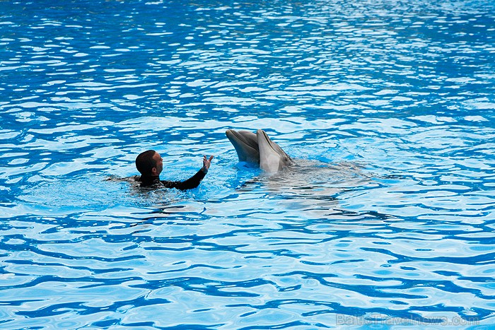 Delfīnu šovs ir viens no apmeklētākajiem šoviem Loro parkā 70455