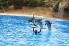 Loro parkā notiek dažādi dzīvnieku šovi, no kuriem apmeklētākie ir zobenvaļu un delfīnu šovs - www.novatours.lv 1