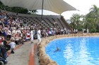 Arī delfīnu šovs pulcē ļoti daudz skatītāju - www.novatours.lv 21