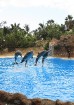 Delfīnu šovs ir viens no apmeklētākajiem šoviem Loro parkā 26