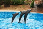 Delfīnu šovs ir viens no apmeklētākajiem šoviem Loro parkā 28