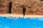 Delfīnu šovs ir viens no apmeklētākajiem šoviem Loro parkā 34
