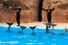 Delfīnu šovs ir viens no apmeklētākajiem šoviem Loro parkā 35