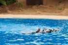 Delfīnu šovs ir viens no apmeklētākajiem šoviem Loro parkā - www.novatours.lv 37