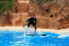 Kopā ar delfīniem, treneri veic vairākus diezgan ekstrēmus trikus 39