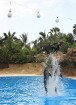 Kopā ar delfīniem, treneri veic vairākus diezgan ekstrēmus trikus 40