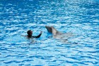Delfīnu šovs ir viens no apmeklētākajiem šoviem Loro parkā 43