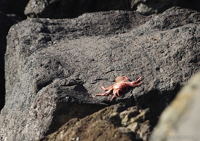 Tenerife ir tūristiem draudzīga vieta, gan klimata ziņā, gan arī tāpēc, ka tajā nedzīvo bīstami dzīvnieki Tenerife ir tūristiem draudzīga vieta, gan klimata ziņā, gan arī tāpēc, ka tajā nedzīvo bīstami dzīvnieki 70622