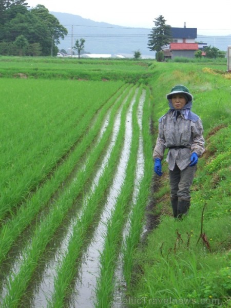 Rīsu audzēšana Hokaido salā (Foto: Guna Ķibere) 70566
