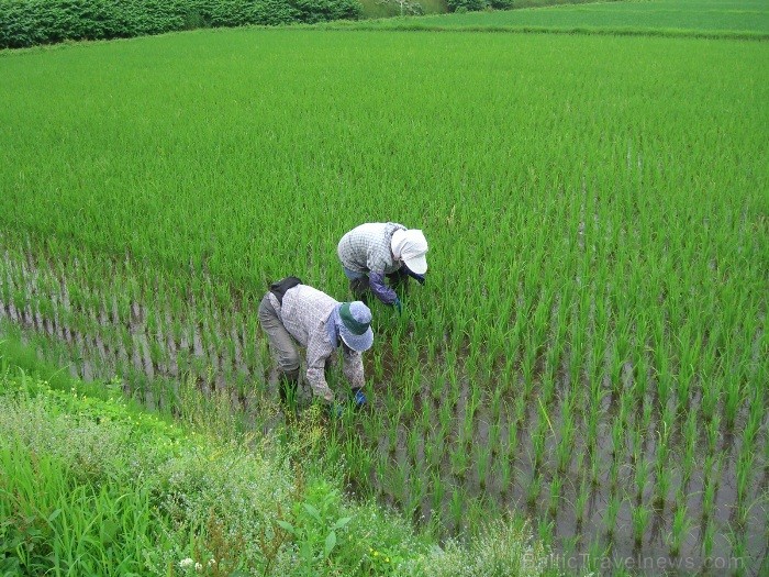 Rīsu audzēšana Hokaido salā (Foto: Guna Ķibere) 70567