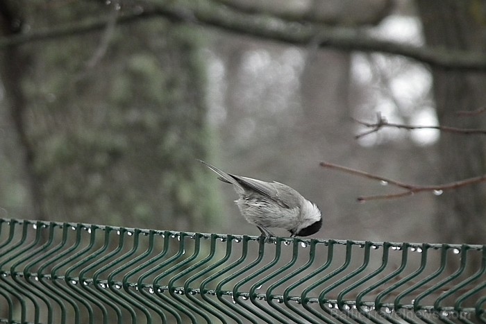 Piestājam Gaujienas muižas parkā, noskatāmies dzilnīšu pavasara dejās un apskatām purva zīlīti. Turpat vērojam svilpju bariņu un klausāmies kā kaļ diž Piestājam Gaujienas muižas parkā, noskatāmies dzilnīšu pavasara dejās un apskatām purva zīlīti. Turpat vērojam svilpju bariņu un klausāmies kā kaļ diž 72759