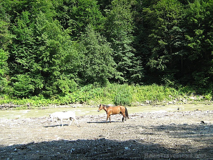 Brīvi ganās zirgi. Foto: Remiro Travel 72979