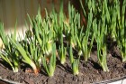 Lieldienu laiks Latgalē  - jaunie pavasara vitamīni 31