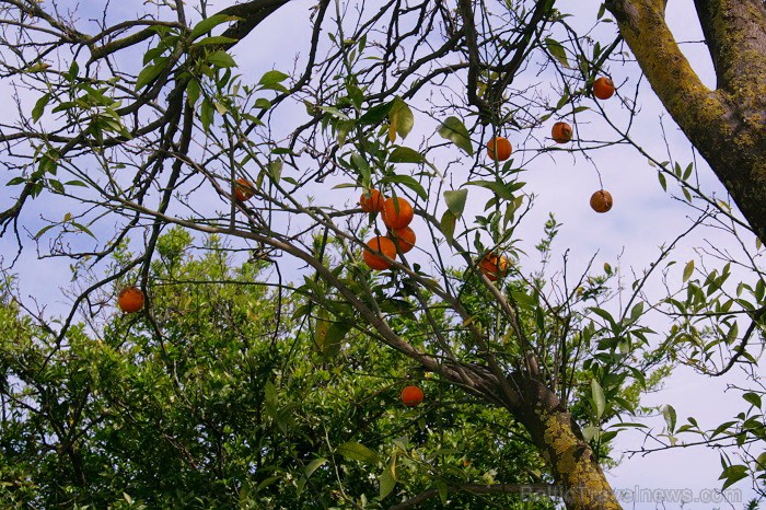 Viesnīca Garden Resort Bergamot 4 *, KEMERA,  ir savs iekšējs dārzs, kur tiek audzēti apelsīni www.novatours.lv 75386