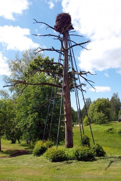 Staicele tiek dēvēta ar stārķu galvaspilsētu. Staiceles galvenā stārķa ligzda - Staicele tiek dēvēta ar stārķu galvaspilsētu. Staiceles galvenā stārķa ligzda -
