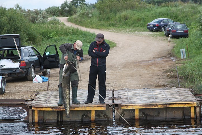 Daugavas zvejnieki ir noķēruši 17 kg smagu samu. Foto sponsors: www.hotellatgola.lv 79053