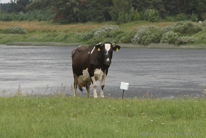 Daugavas krastos ganās nelieli govju ganāmpulki. Šo govi sauc Dubna un tā ir atceļojusi no Latgales uz Sēliju. Foto sponsors: www.hotellatgola.lv 79070
