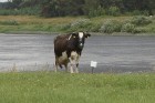 Daugavas krastos ganās nelieli govju ganāmpulki. Šo govi sauc Dubna un tā ir atceļojusi no Latgales uz Sēliju. Foto sponsors: www.hotellatgola.lv 20