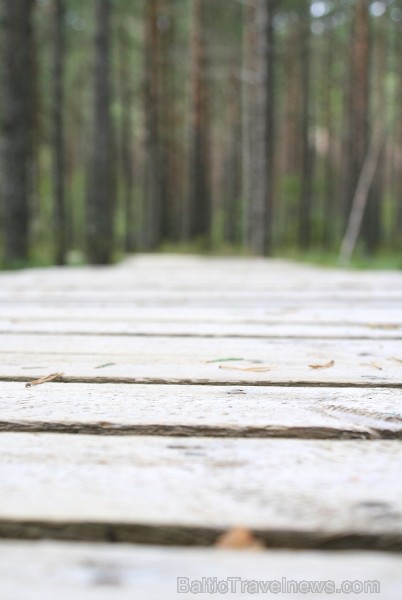 Iepazīsti dabas skaistumu Igaunijas dabas izpētes takā - Rannametsa-Tolkuse. Vairāk www.visitestonia.com 80448