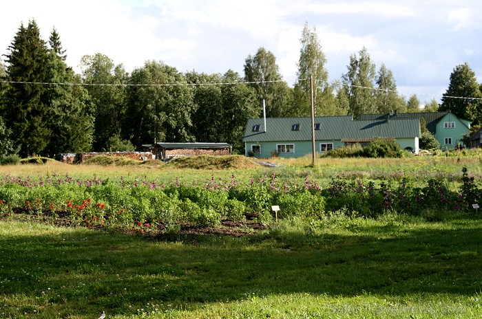 Ārstniecisko augu plantācijas aizņem vairākus hektārus 80475