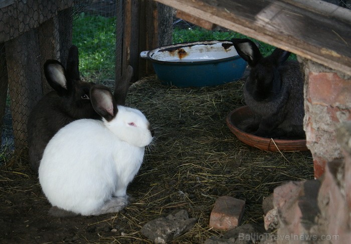 Sveču darbnīcai ir arī savs neliels zooparks, kuru iemīlējuši mazākie darbnīcas apmeklētāji 80623