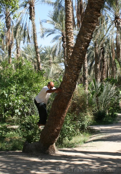 Travelnews.lv devās uz vienu no Tunisijas oāzēm, lai ieraudzītu kā aug dateles, citroni, banāni un granātāboli 80905