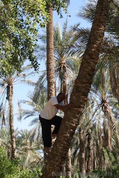 Travelnews.lv devās uz vienu no Tunisijas oāzēm, lai ieraudzītu kā aug dateles, citroni, banāni un granātāboli 80907