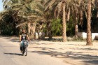 Travelnews.lv devās uz vienu no Tunisijas oāzēm, lai ieraudzītu kā aug dateles, citroni, banāni un granātāboli 7