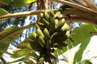 Travelnews.lv devās uz vienu no Tunisijas oāzēm, lai ieraudzītu kā aug dateles, citroni, banāni un granātāboli 8