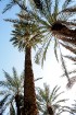 Travelnews.lv devās uz vienu no Tunisijas oāzēm, lai ieraudzītu kā aug dateles, citroni, banāni un granātāboli 14