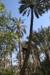 Travelnews.lv devās uz vienu no Tunisijas oāzēm, lai ieraudzītu kā aug dateles, citroni, banāni un granātāboli 25