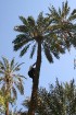 Travelnews.lv devās uz vienu no Tunisijas oāzēm, lai ieraudzītu kā aug dateles, citroni, banāni un granātāboli 26